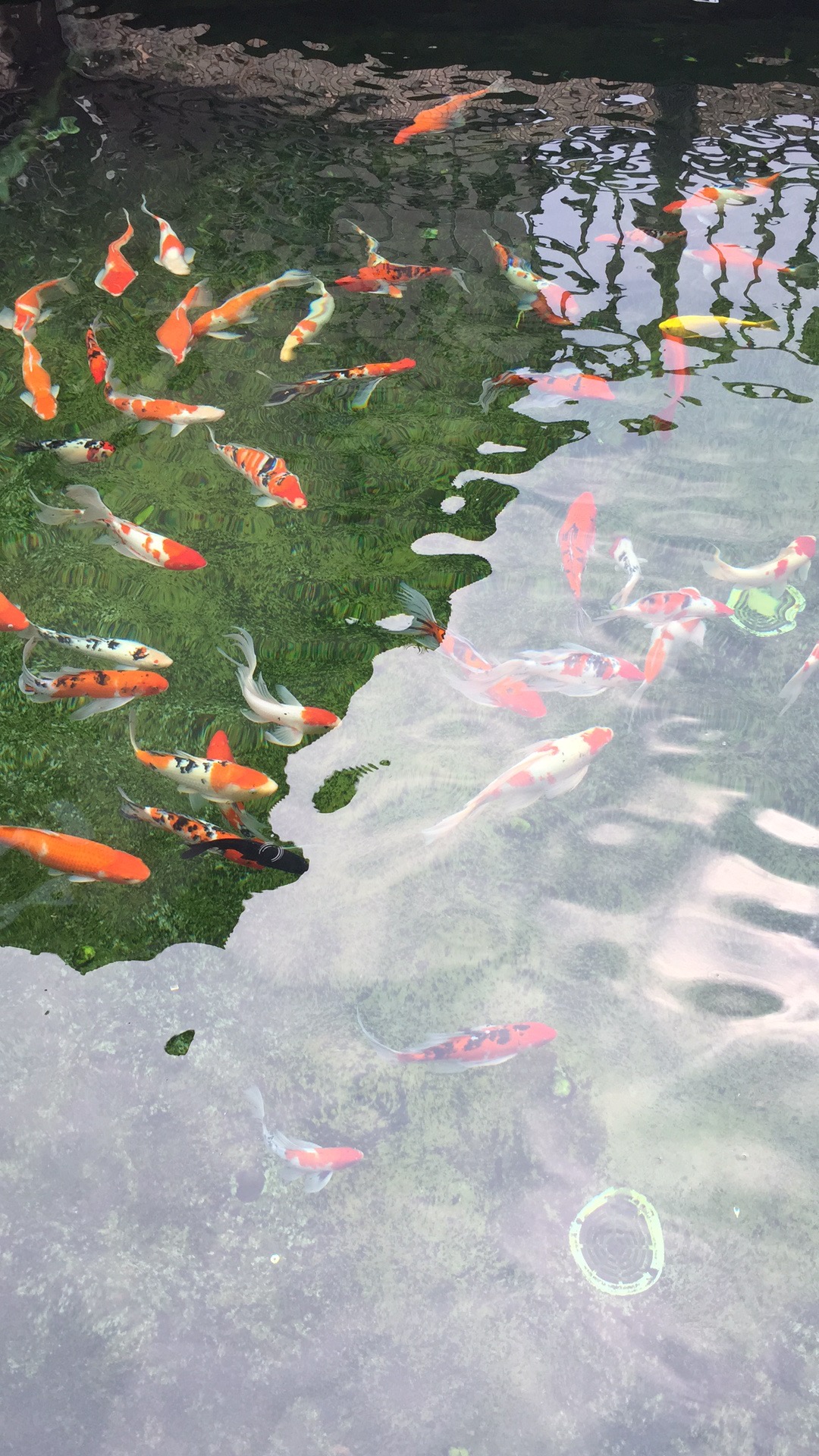 游泳池,SPA水療池,桑拿浴,蒸氣浴,汗蒸房,三溫暖